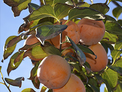 Kakifrucht Kaufen - Valencia Kakis online