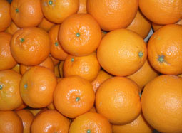 Gemischt Kaufen - Valencia Orangen und Mandarinen online